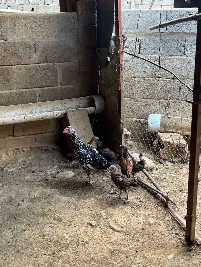 دجاج سندي بيور 2