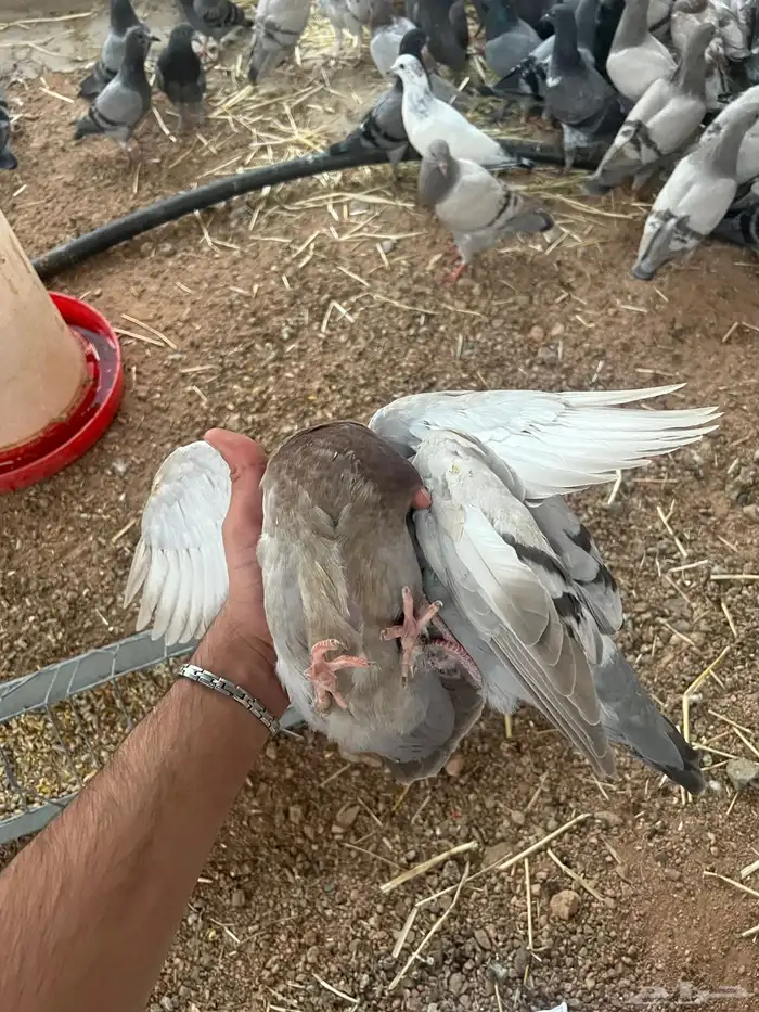 زغليل زاجل فرنسي سوبر جانبو سلفر 6