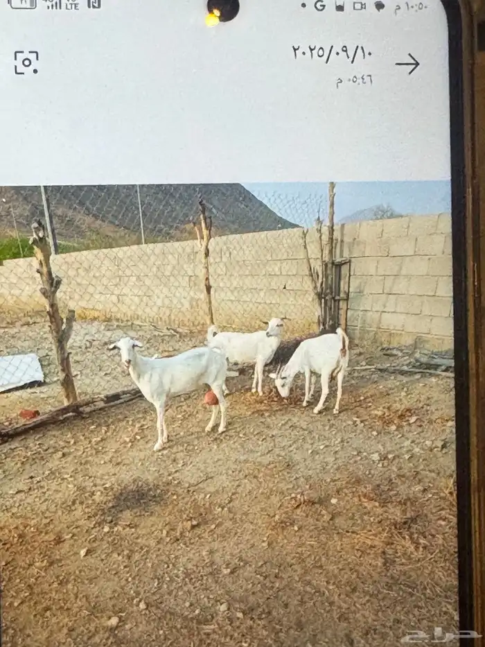 معزا بيشيات للبيع 0