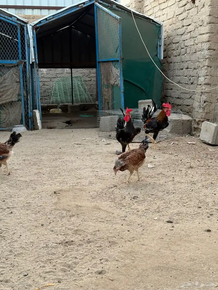 دجاج بلدي 8