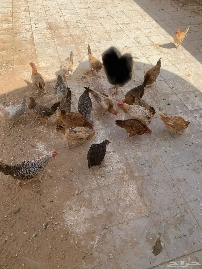 دجاج بلدي بياض 0