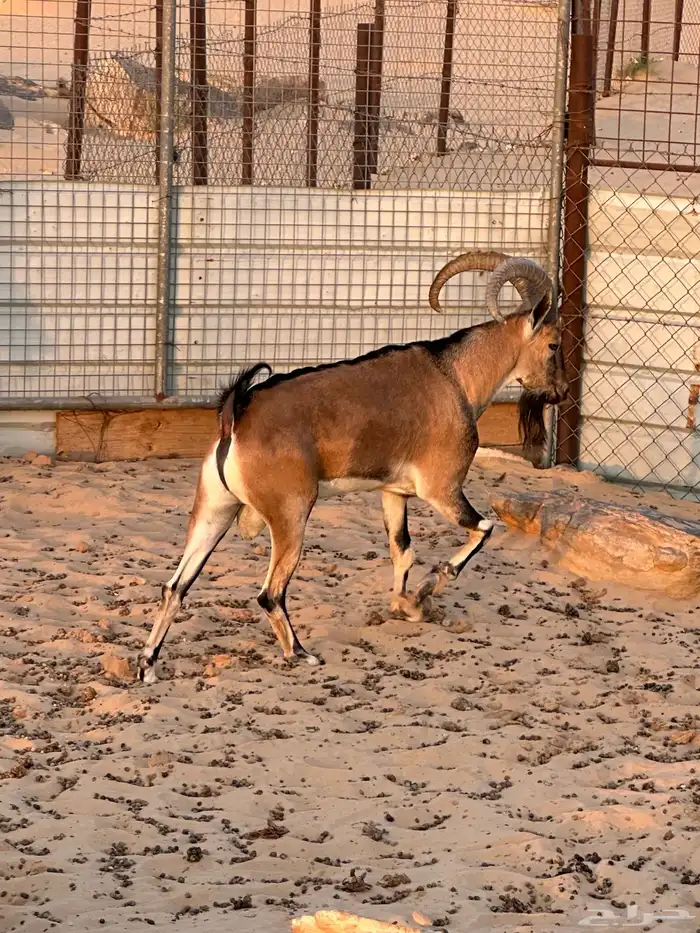 عنز دافع هجين و عل درجة أولى فى الانتاج والهجين 2