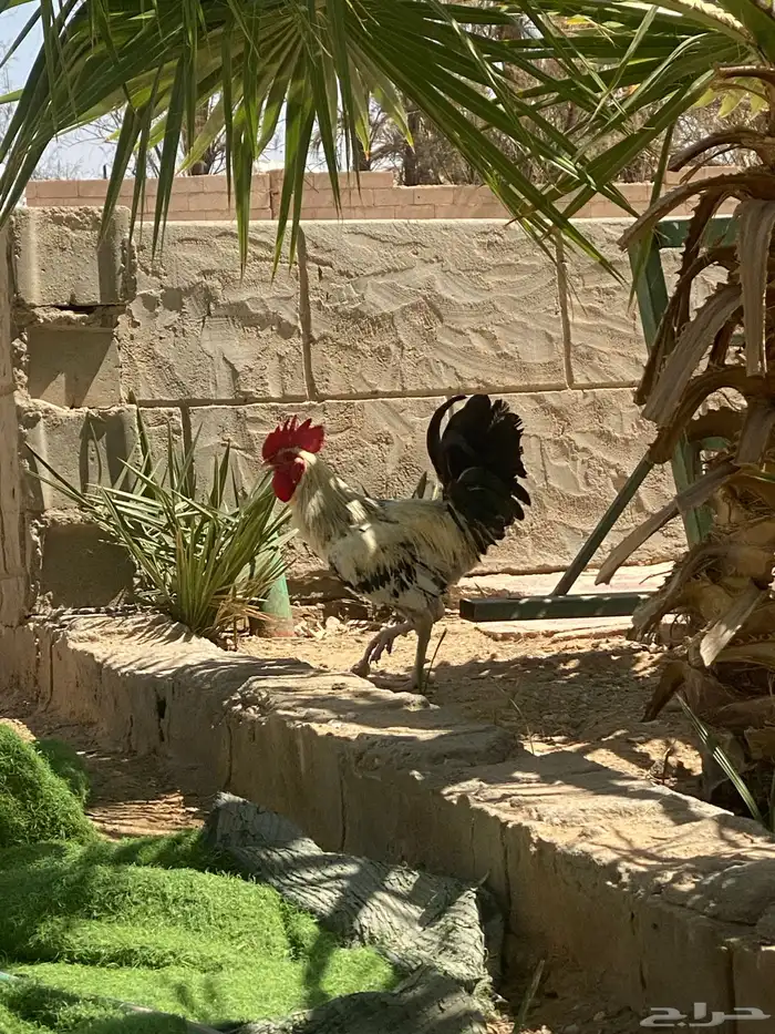 ديكين للبيع اثنين 60 3