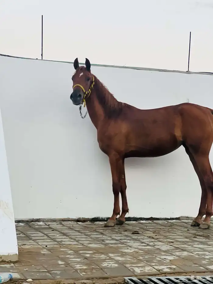 للبيع مهره شعبيه الاب واهو 0