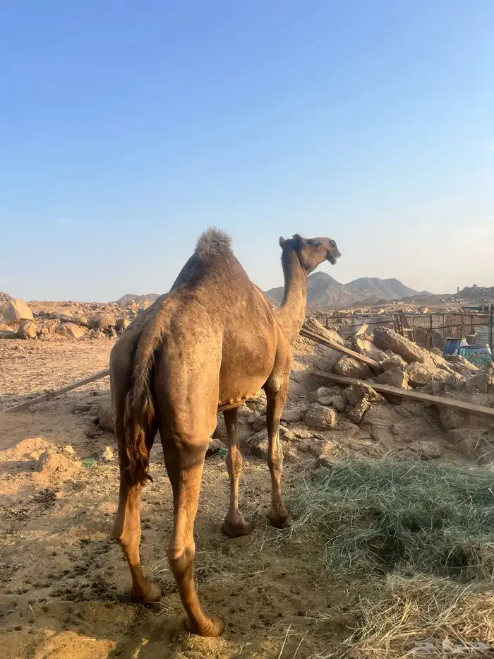 ناقه 0