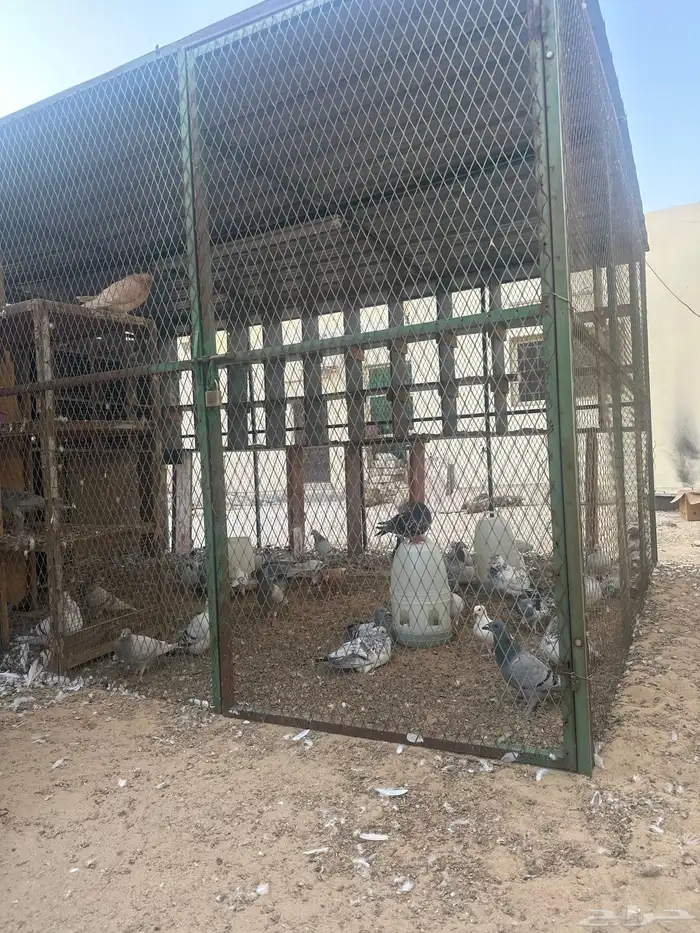 اجوز زواجل ( عس ) 0