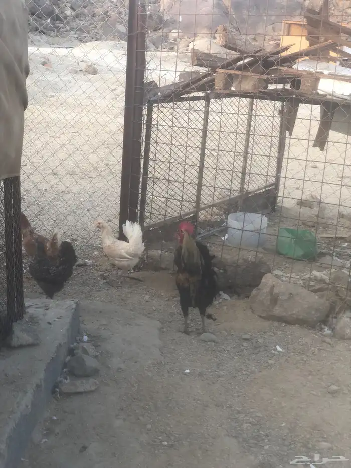 دجاج بلدي وحمام باكستاني 6