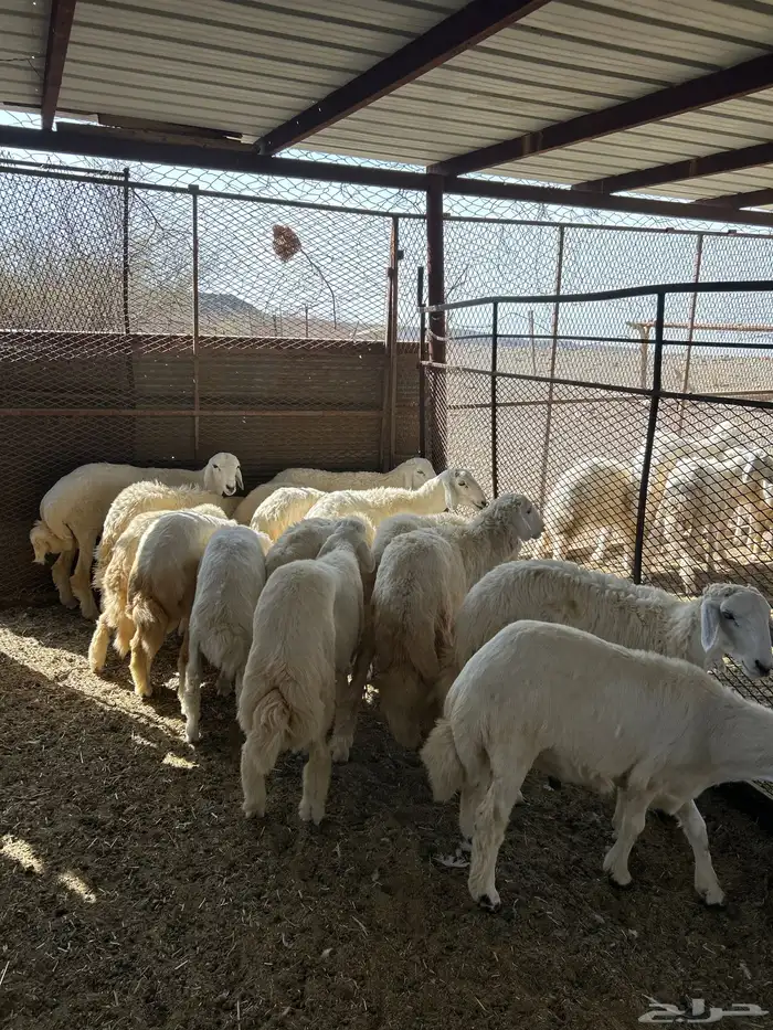 نعرض لكم 15 كلها طليان سمان ومقفله 0