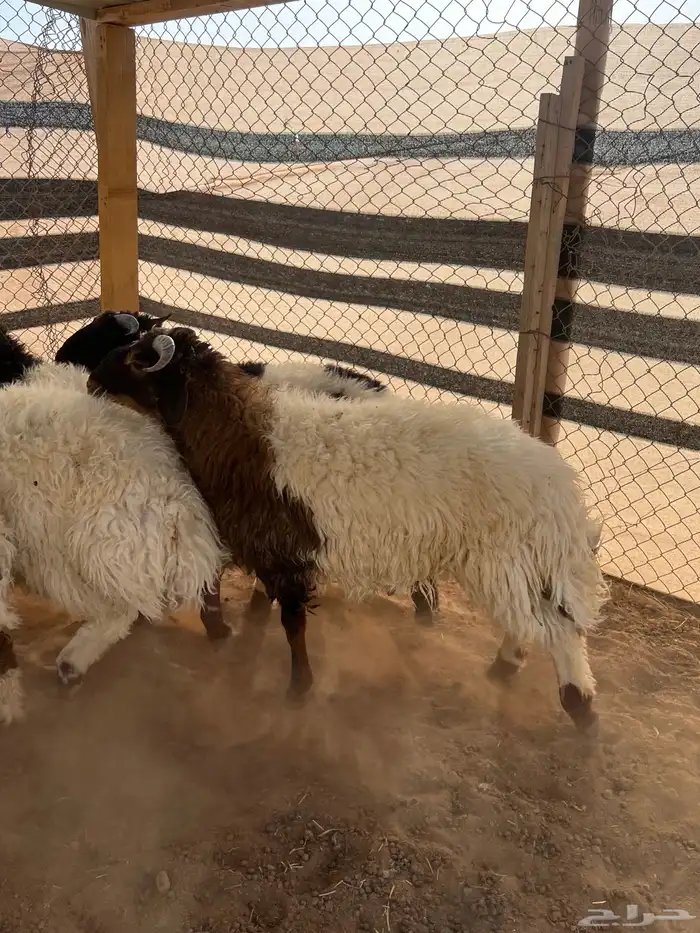 ذبايح 3
