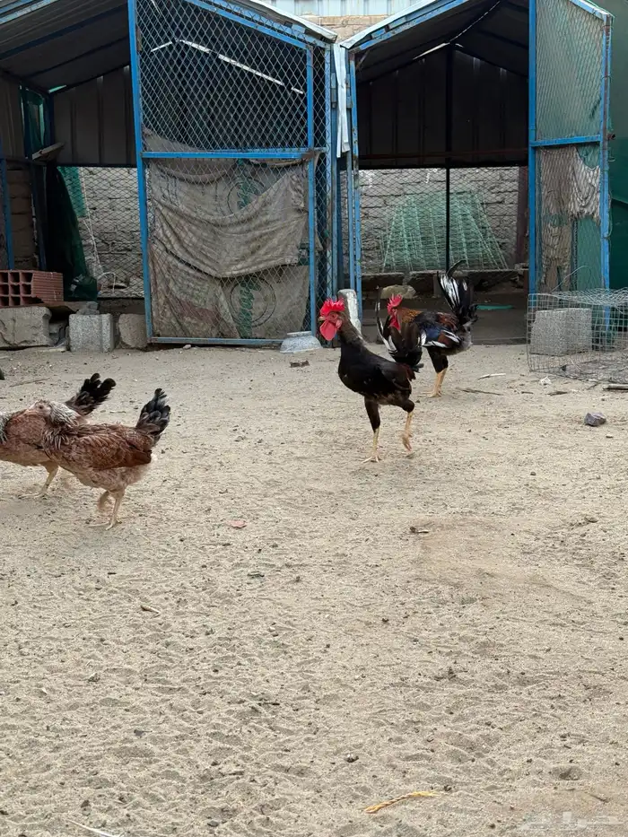 دجاج بلدي 12