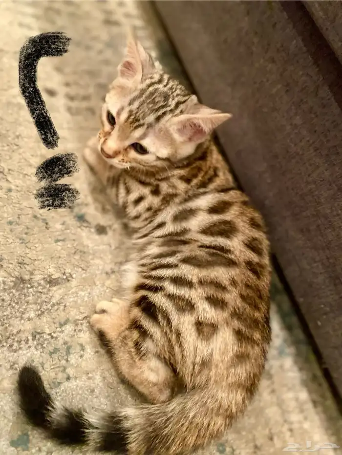 قطط بنغال بيور 9