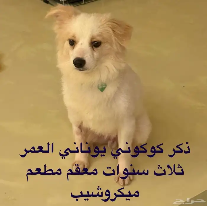 مجموعه كلاب للتبني بجده 5