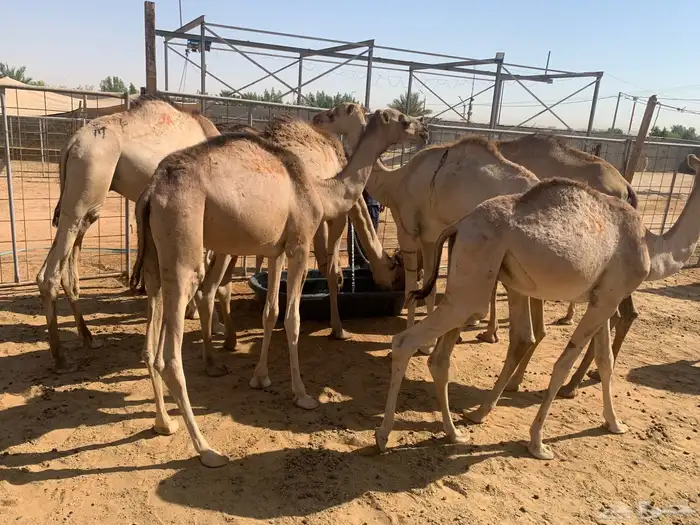 قعدان صومالي جمله 2