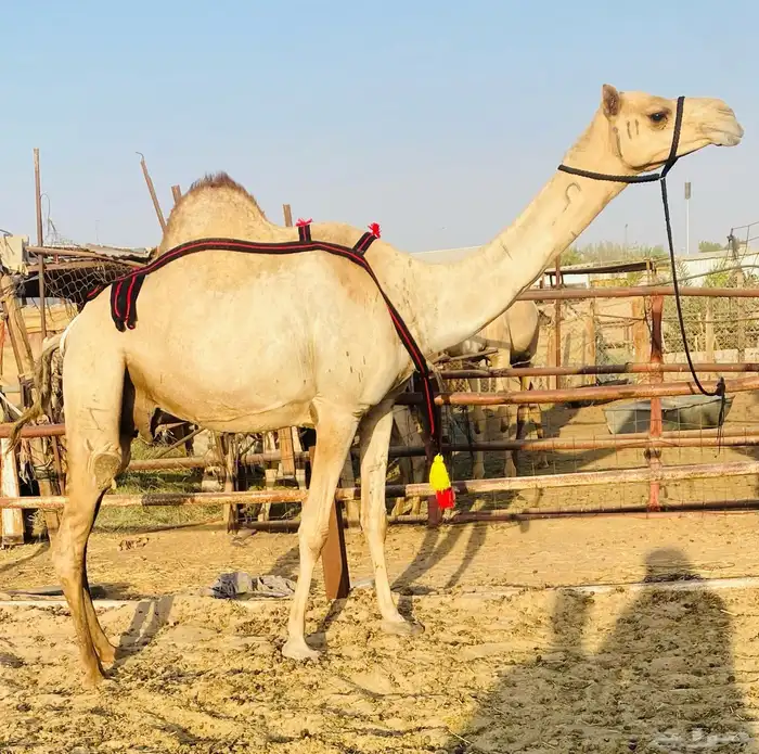 هجن سودانيه طيبه جاهزه للظراب 1