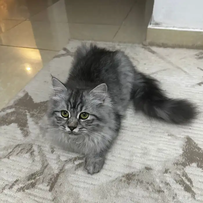 قطط بسس شيرازي للتبني 1