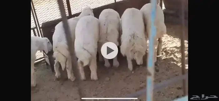 طليان ذبايح ظيوف العدد 6 مشروط من المرض وخراج 1