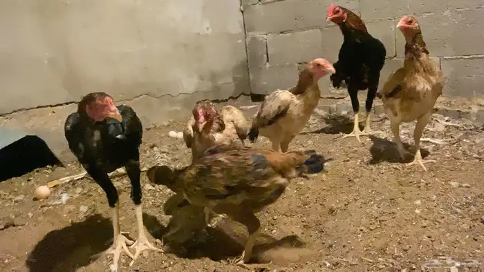 دجاج باكستاني هجين شامو ياباني بياض 4