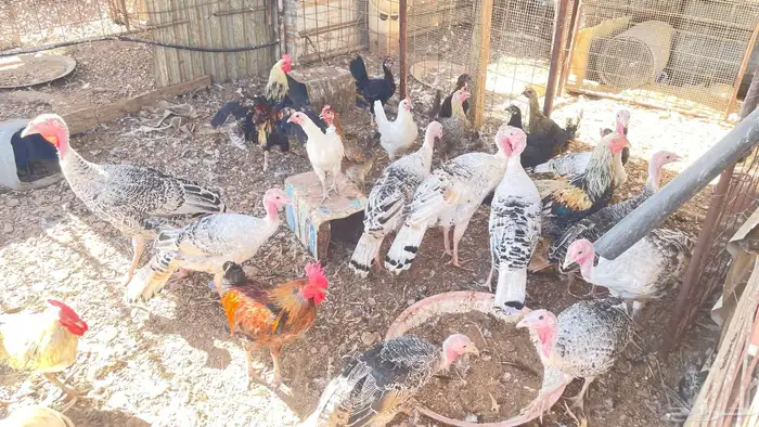 يوجد دجاج بلدي وباكستان وبط و وز و رومي 5