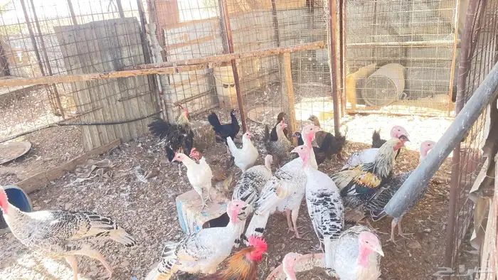 يوجد دجاج بلدي وباكستان وبط و وز و رومي 4