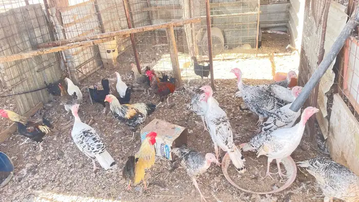يوجد دجاج بلدي وباكستان وبط و وز و رومي 2