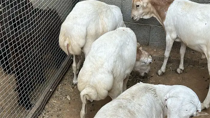 طليان رفيد مرابي 8