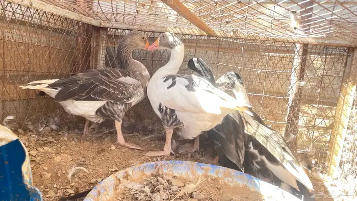يوجد دجاج بلدي وباكستان وبط و وز و رومي 23