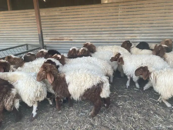 بهم نعيم طيب 12