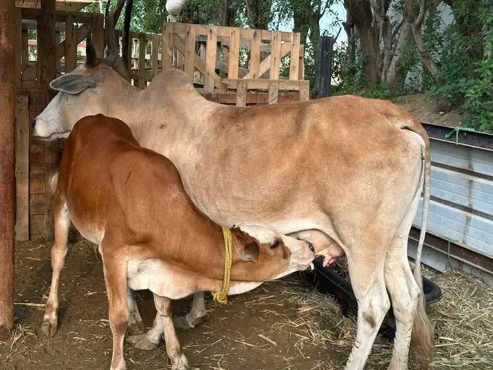 عجل وبقره منتوج فاخرة 3