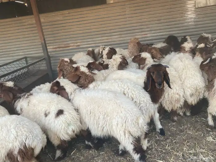 بهم نعيم طيب 1