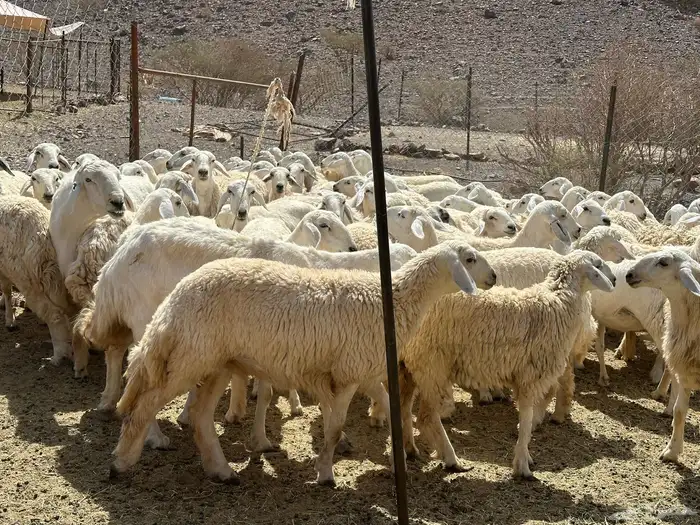 رخال حريات 5