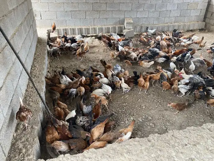 دجاج بلدي العدد حوالي550 0