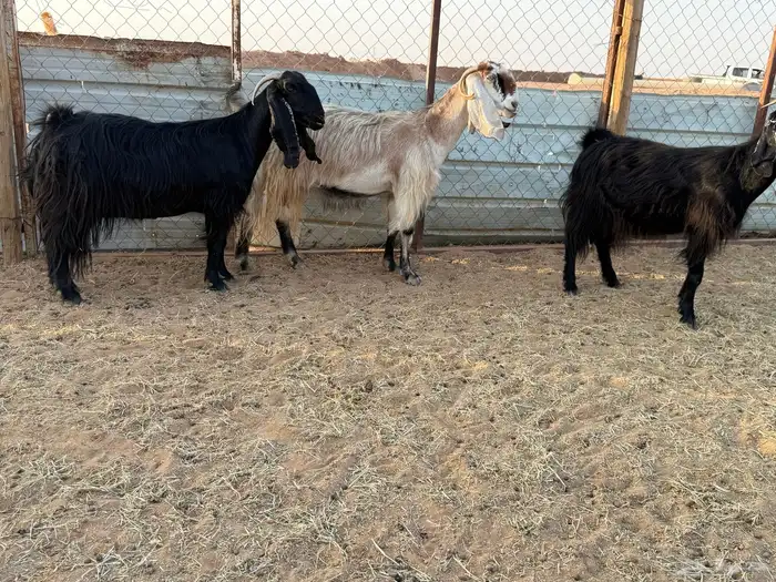 البيع ثلاث معزا دفيع في الخرج 0