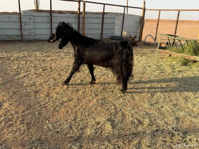 البيع ثلاث معزا دفيع في الخرج 3
