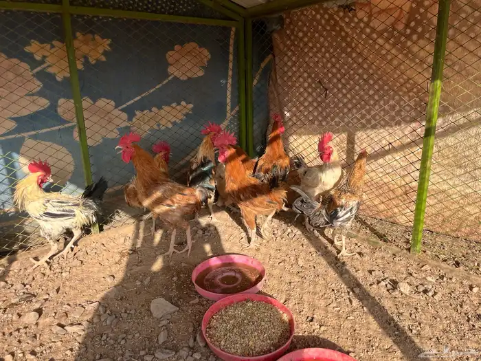 ديكه للبيع 1