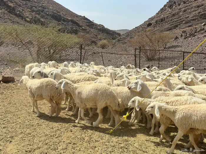 رخال حريات 1
