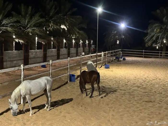 مربط ميلا للخيل العربيه الاصيله 0