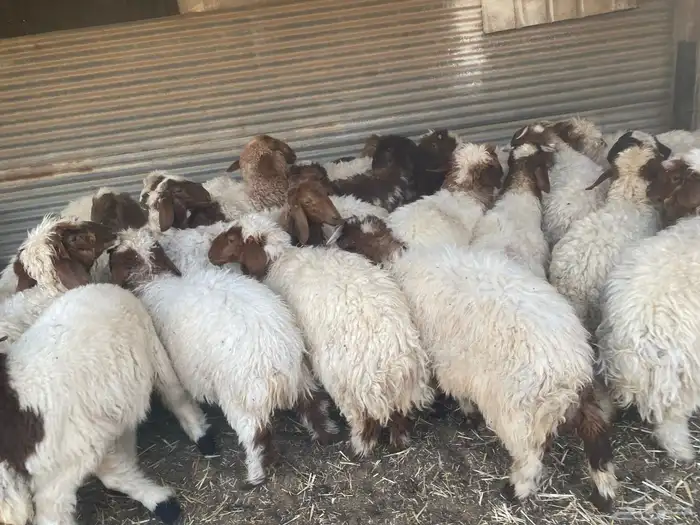 بهم نعيم طيب 3