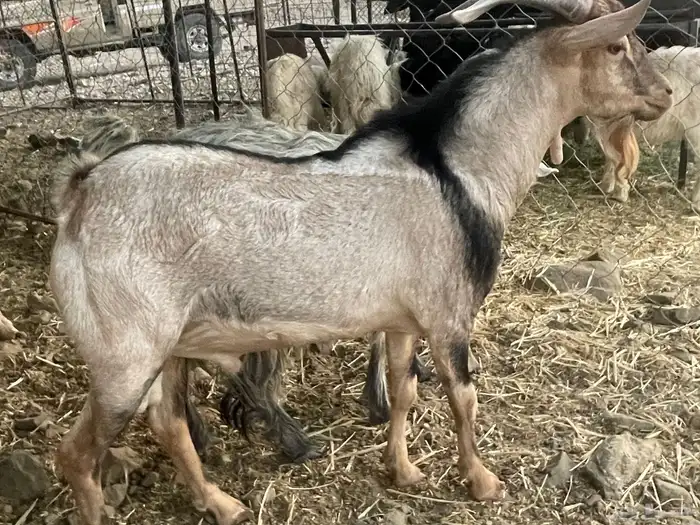 تيس طيب ثني على وشك يقلع رباع 0