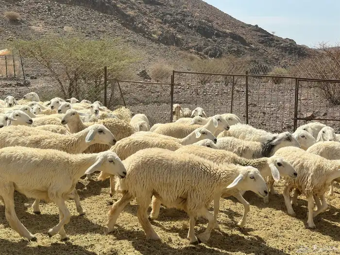 رخال حريات 0
