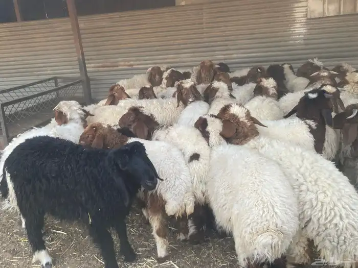 بهم نعيم طيب 5
