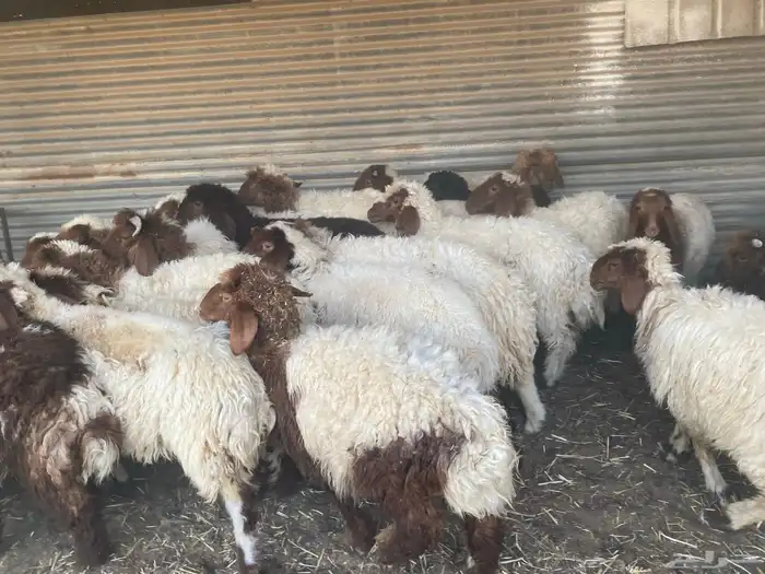 بهم نعيم طيب 11