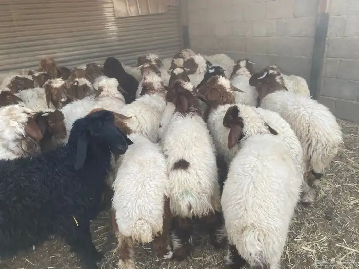 بهم نعيم طيب 4