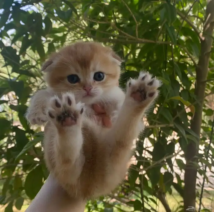 ذكر سكوتش تربل فولد تم البيع 2