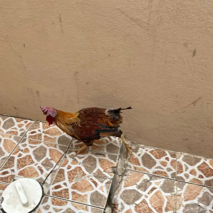 ديك تبني ديكه بلدي 1