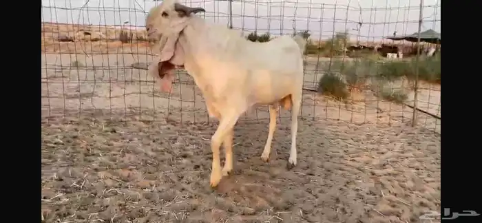 للبيع تيس ابيض مشرووك نادر 8