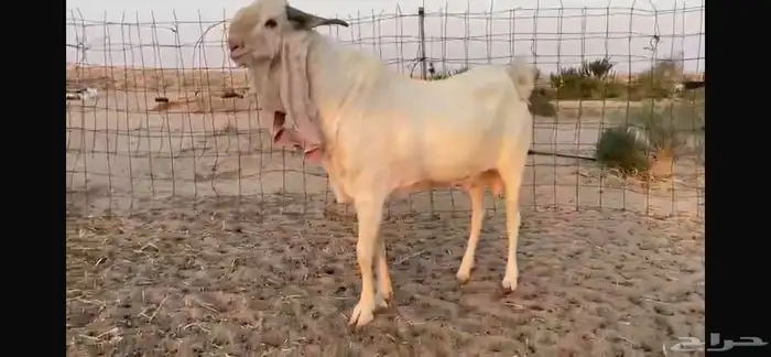 للبيع تيس ابيض مشرووك نادر 6