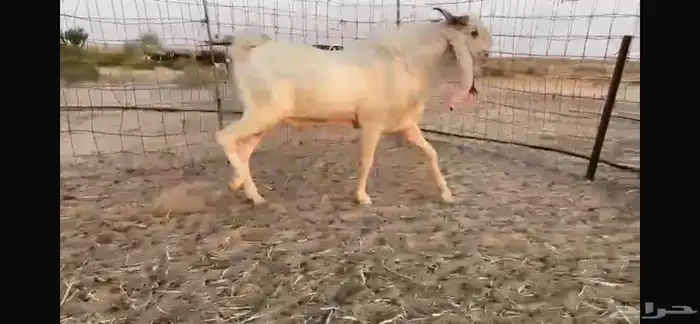 للبيع تيس ابيض مشرووك نادر 9