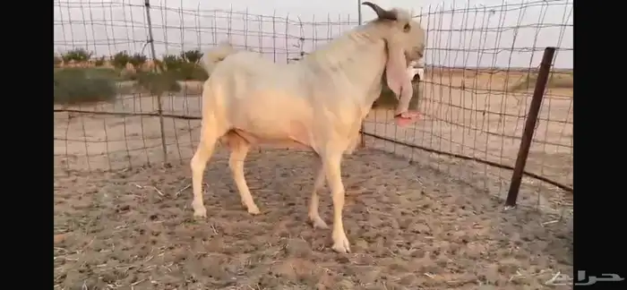 للبيع تيس ابيض مشرووك نادر 11