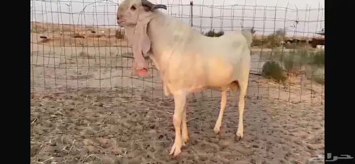للبيع تيس ابيض مشرووك نادر 7