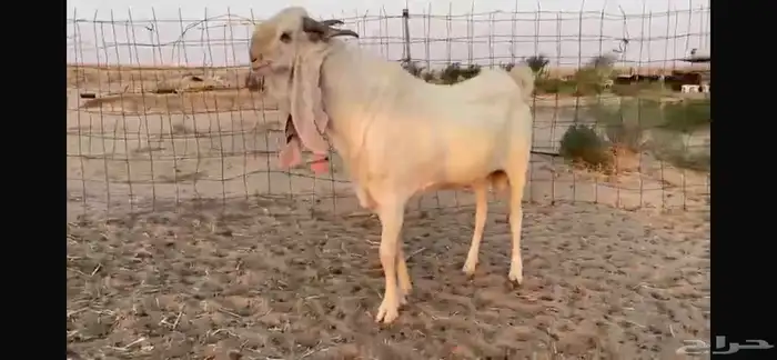 للبيع تيس ابيض مشرووك نادر 4